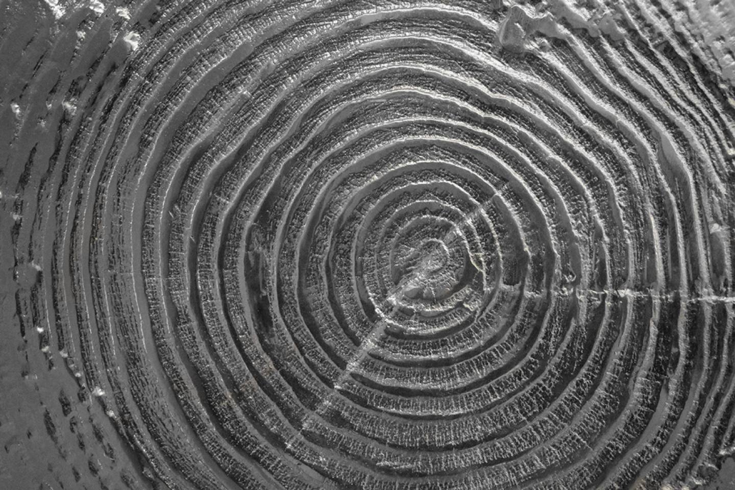 Tronchi-cabinet-Andrea-Salvetti (9)