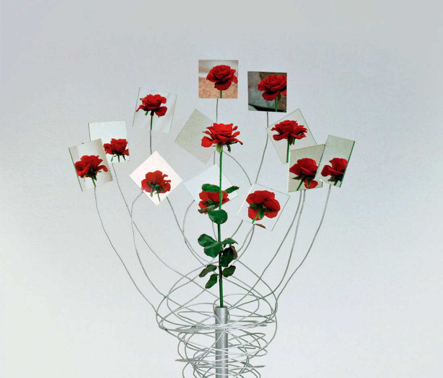 Rosa-rosae-vase-Claudio-Bitetti (2)